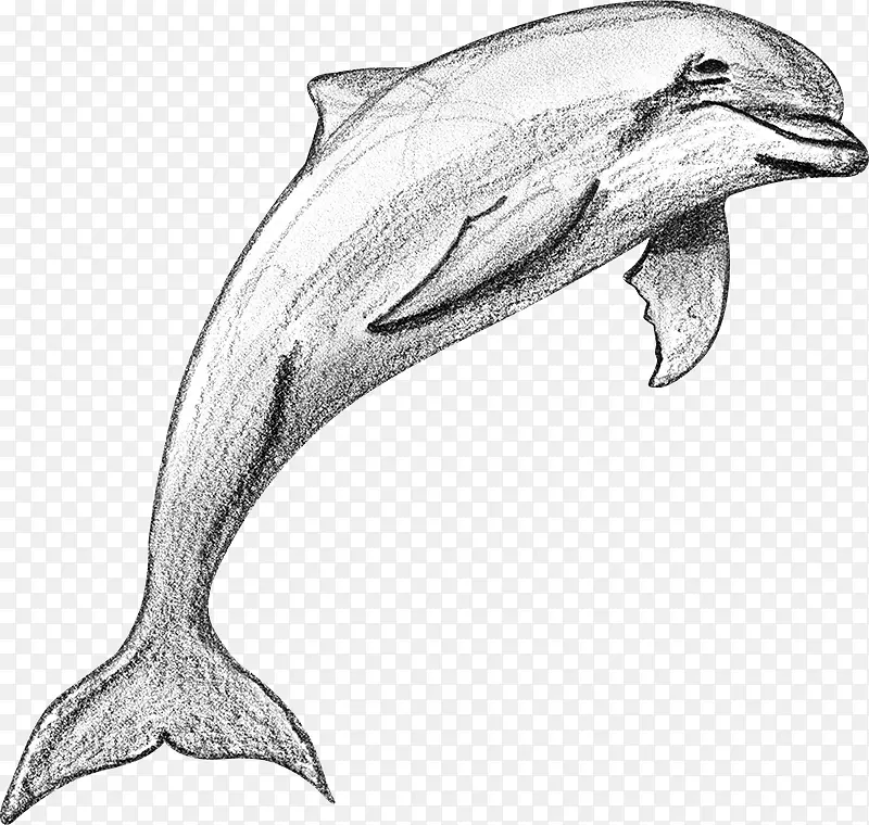 海豚图库溪普通宽吻海豚粗齿海豚短喙普通海豚素描