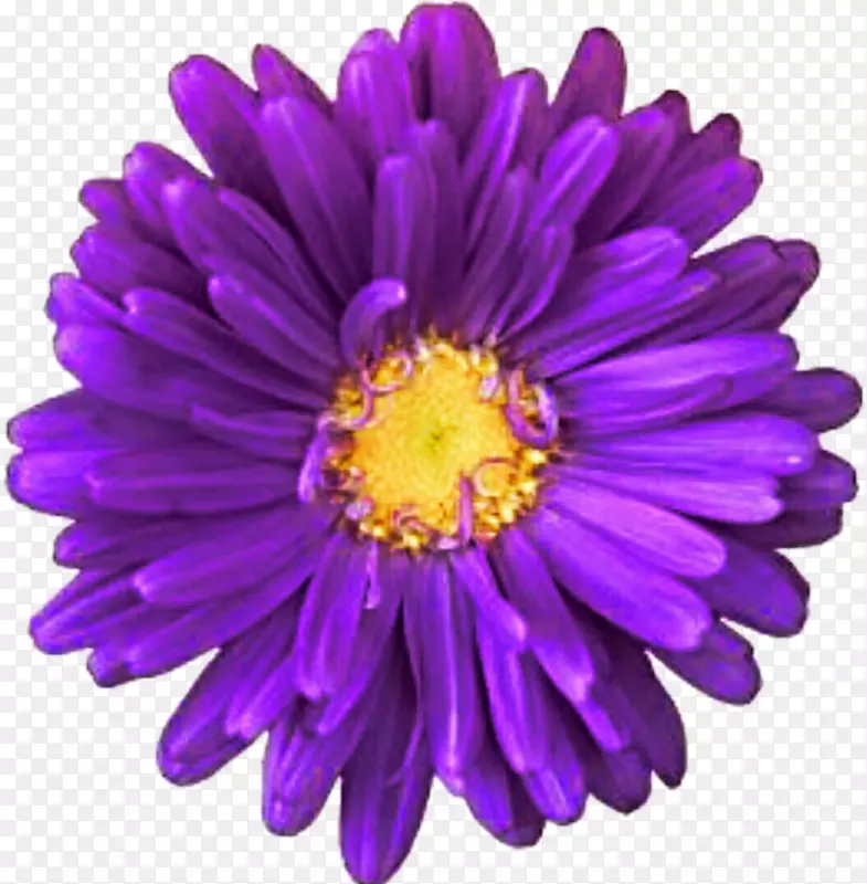 紫创新超凡雏菊普通雏菊剪贴画-紫花