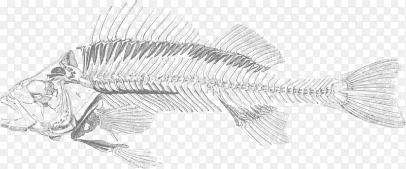 鱼骨骼骨性鱼类剪贴画素描