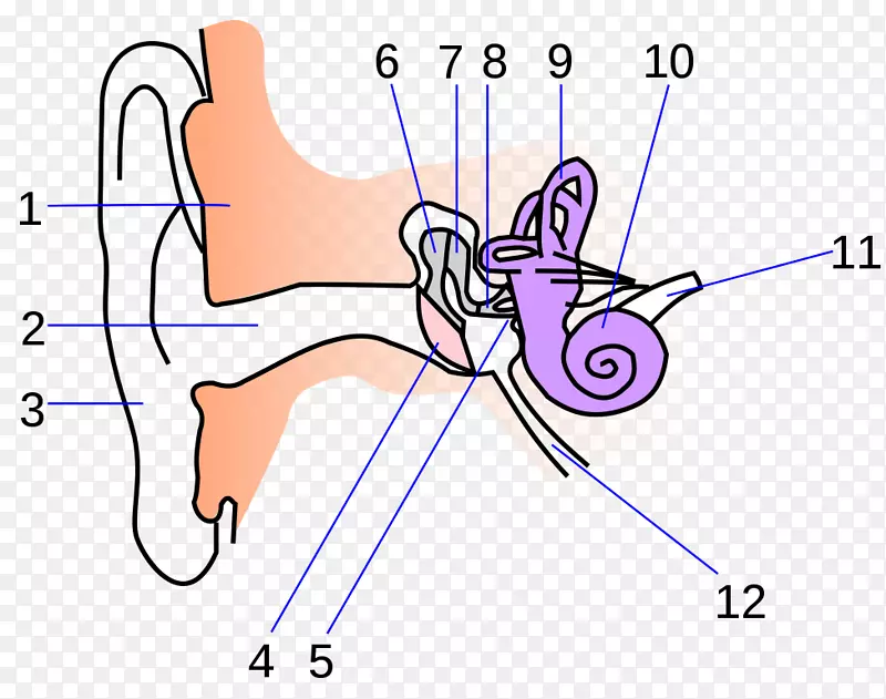 耳解剖内耳