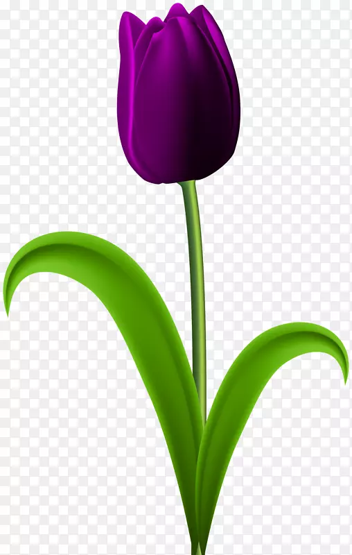 郁金香桌面壁纸插花艺术-紫色花