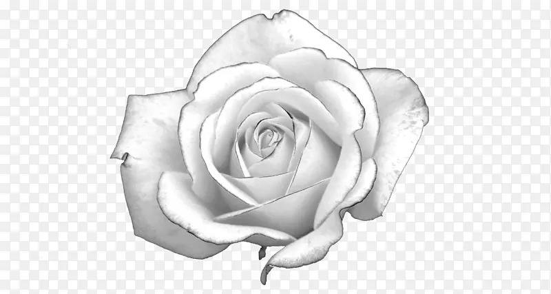 白玫瑰-白玫瑰