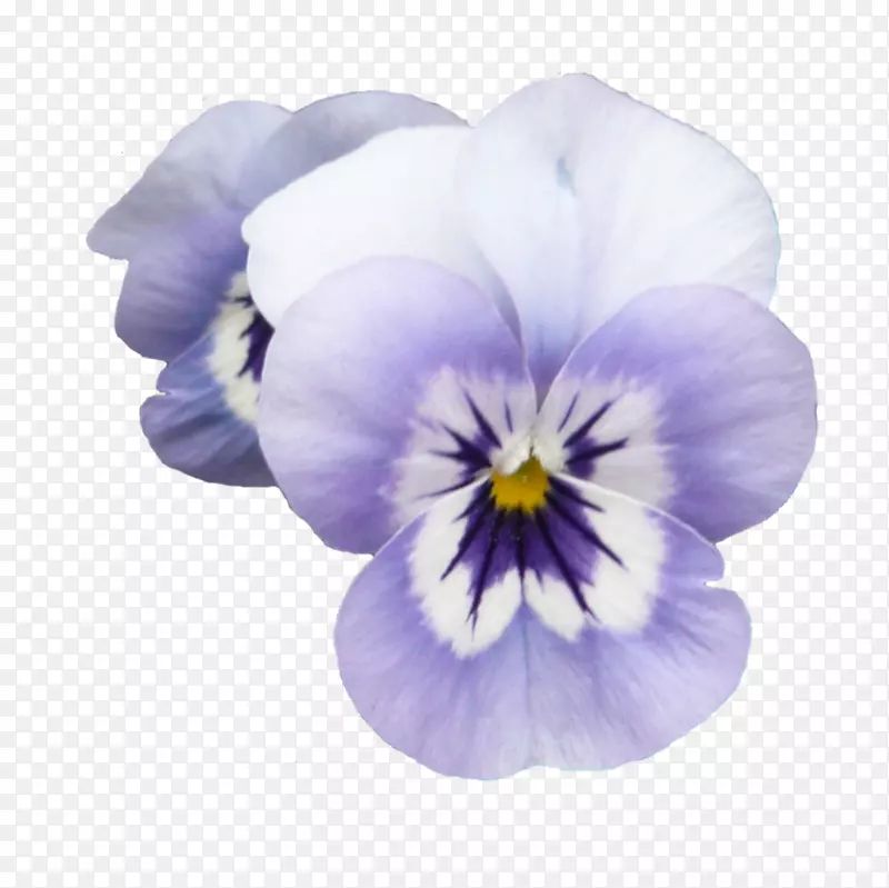 花紫罗兰色紫花