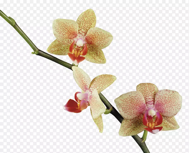 花兰花夹艺术兰花