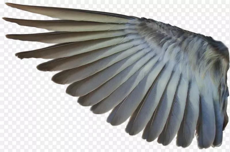 鸟鸭翼摄影桌面壁纸-翅膀
