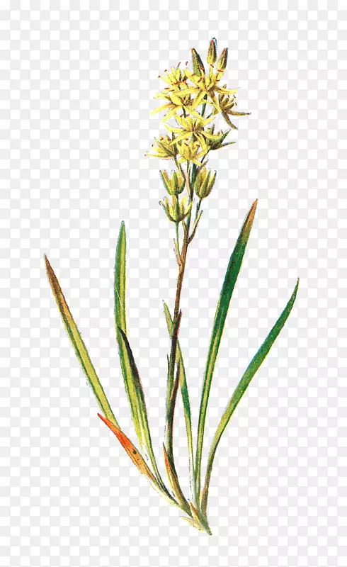 阿斯霍德尔，那绿色的花，白杨植物-插图