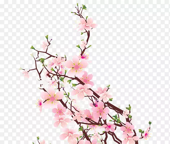 樱花切花花卉设计-樱桃