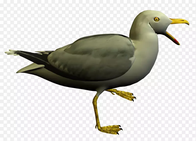 海鸟-海鸥