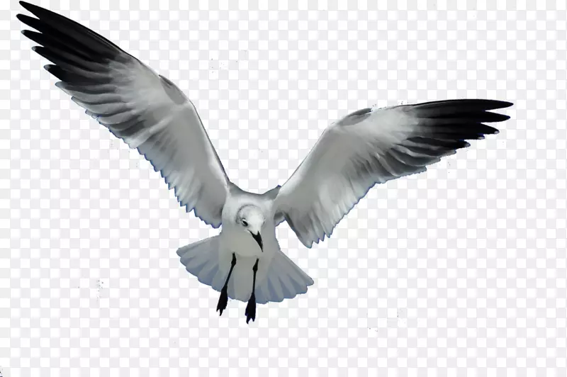 海鸥鸟欧洲鲱鱼海鸥飞行剪辑艺术海鸥