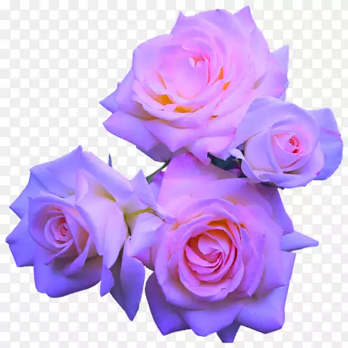 玫瑰花紫色粉红淡紫色花