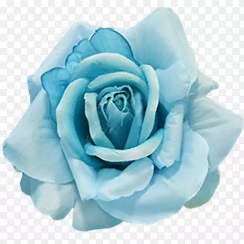 花园玫瑰蓝色薄荷花