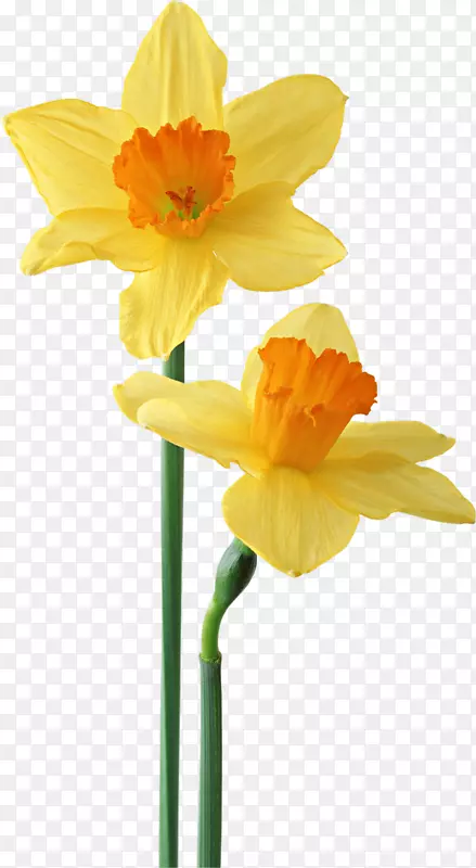 三叶草圣经象征引语幸福-黄色花朵