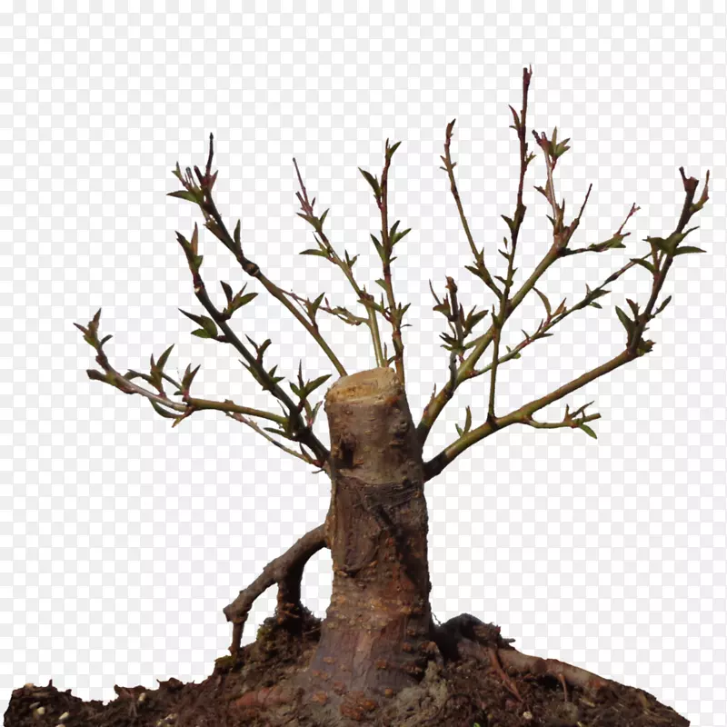 绿色植物桃树枝