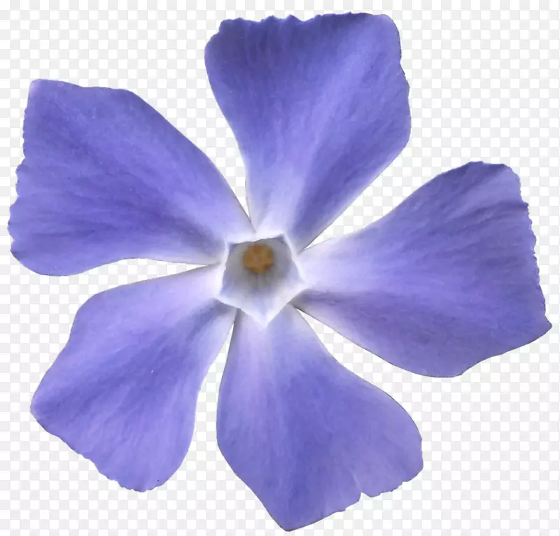 紫罗兰花紫