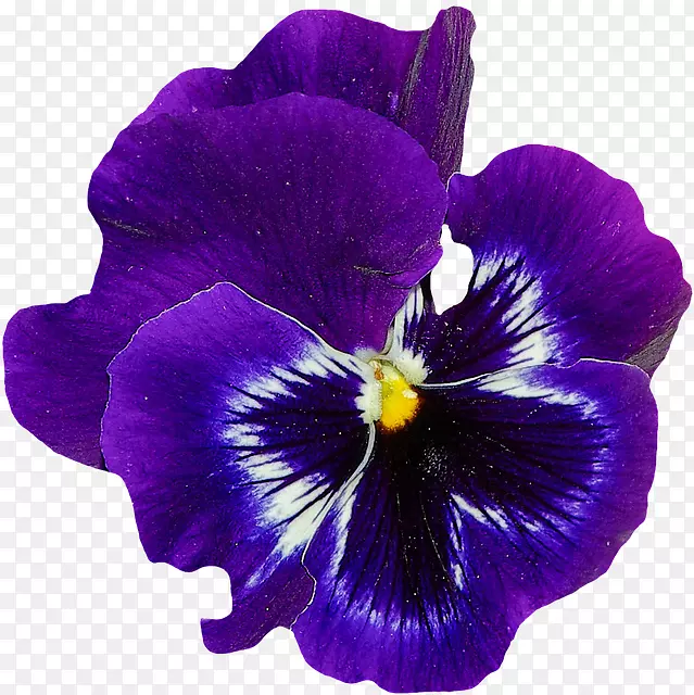 甜紫罗兰花