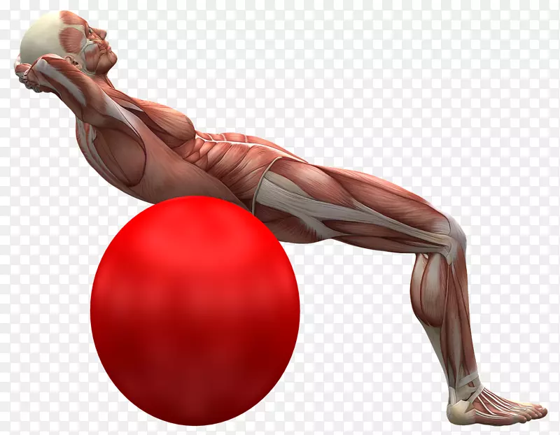 背痛人背部肌肉运动球骨骼运动