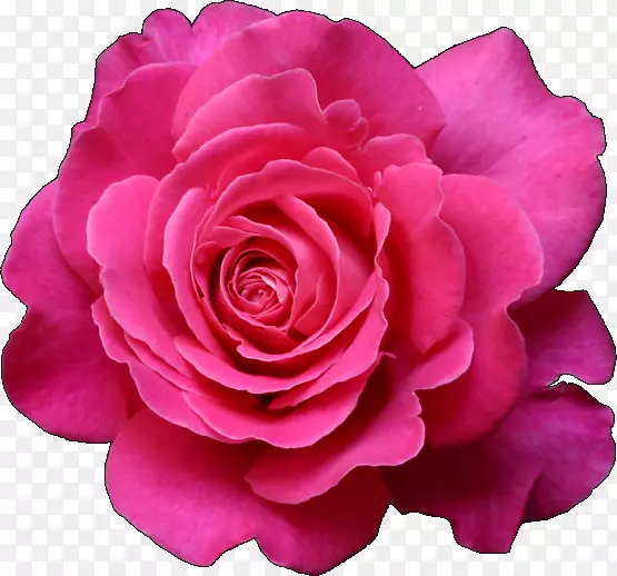 花园玫瑰画紫红色剪贴画-查理卓别林