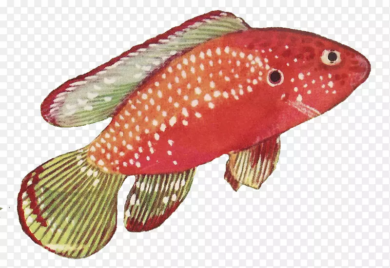 鱼红画-年份