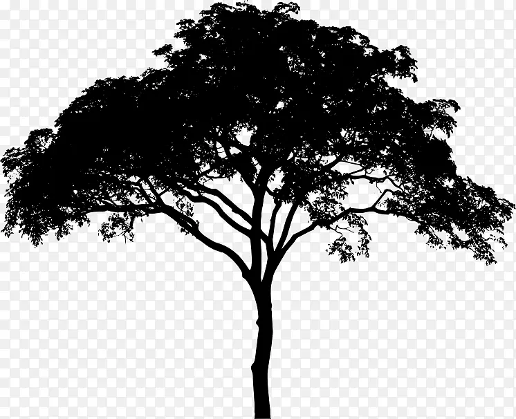 树木木本植物黑白单色摄影枝条.树木
