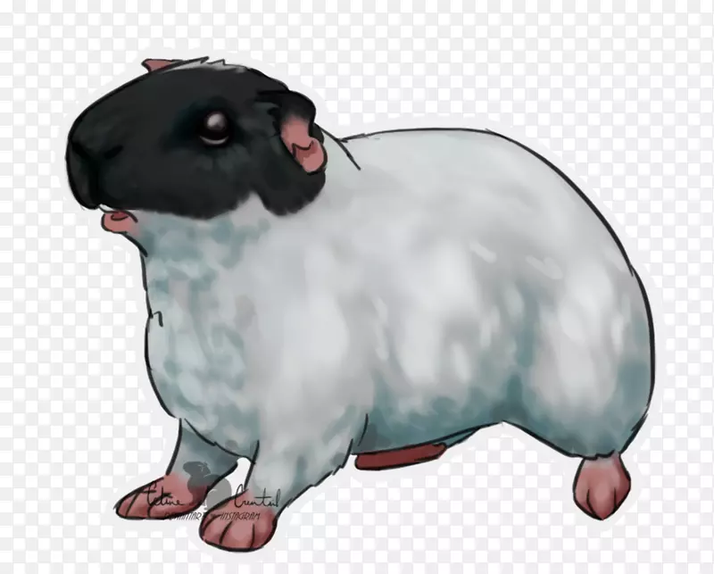 大鼠羊狗宠物-豚鼠