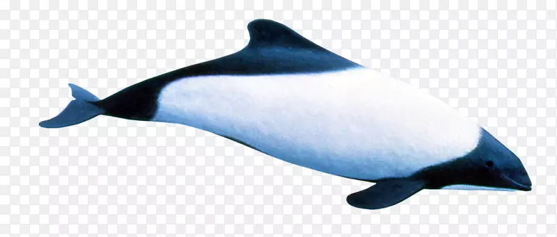 粗齿海豚，南露脊鲸海豚，图库西鳍海豚