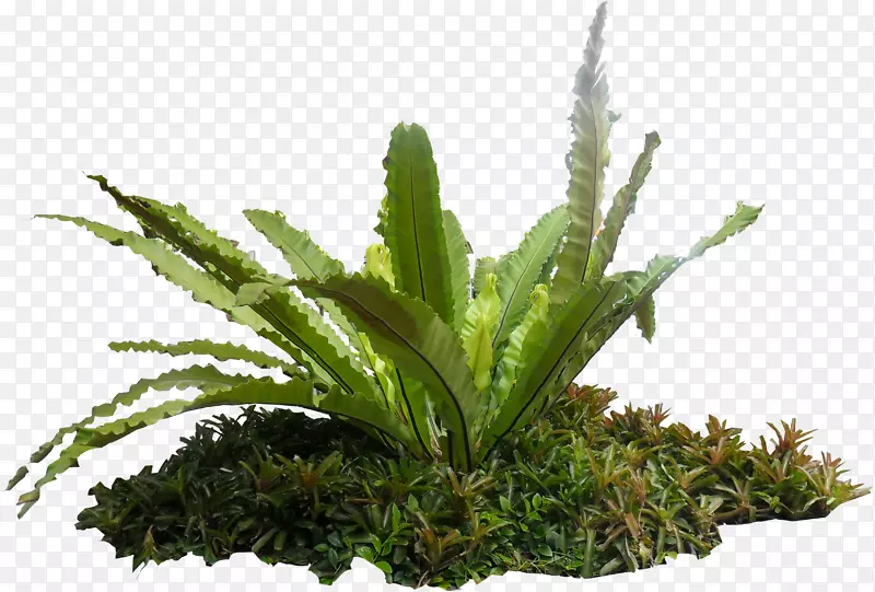 古蕨类植物-蕨类植物