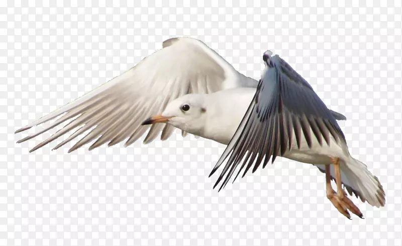 鸟鸥飞行乔纳森利文斯顿海鸥-鸟群