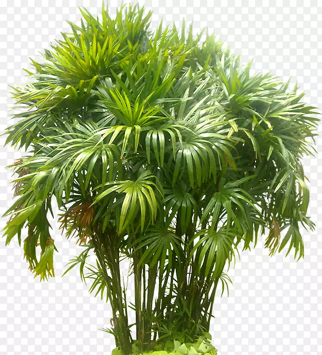槟榔科松木-蕨类植物