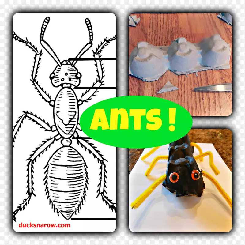 蚂蚁昆虫蜜蜂人体节肢动物蚂蚁