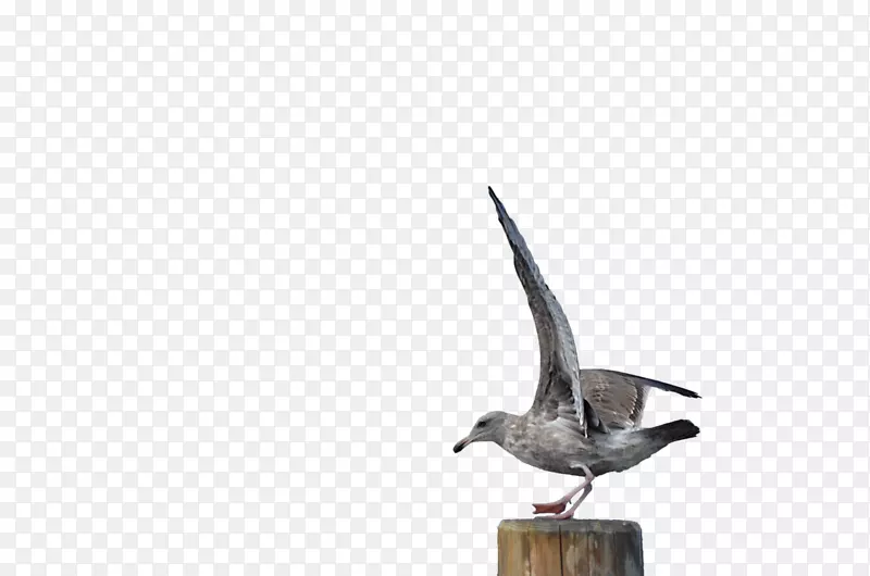 海鸥鸟艺术海鸥