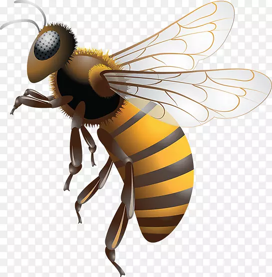 西方蜜蜂，非洲蜜蜂移除蜜蜂叮咬-蜜蜂