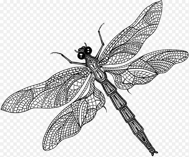 蝴蝶什么是昆虫？蜻蜓虫翅-龙蝇