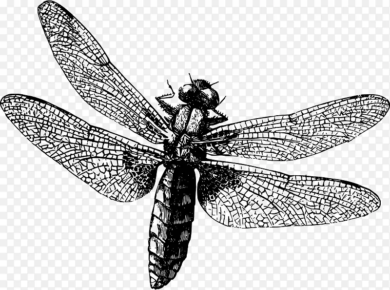 蚊虫蜻蜓-龙蝇