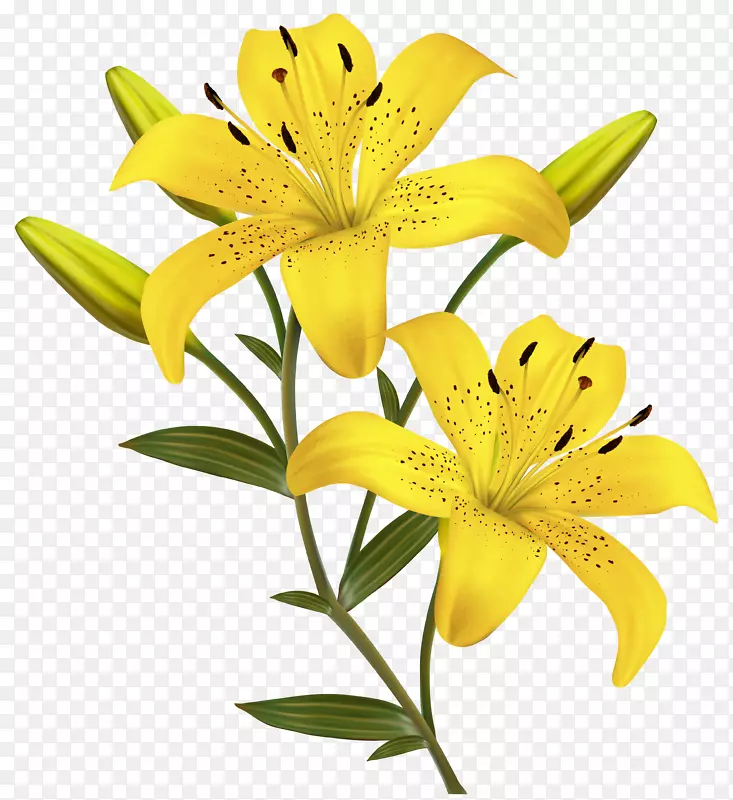 百合-复活节百合、念珠百合、球茎百合边缘和框架-黄色花