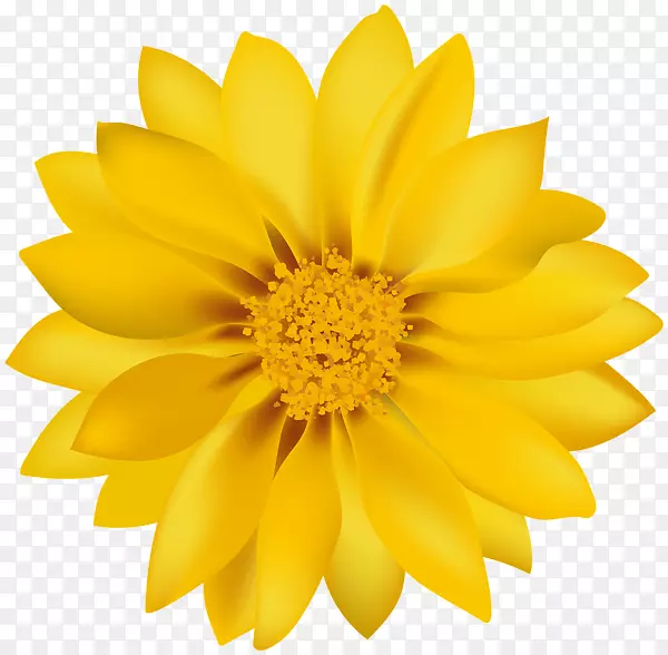 蒲公英花普通的雏菊黄色的雏菊-黄色的花