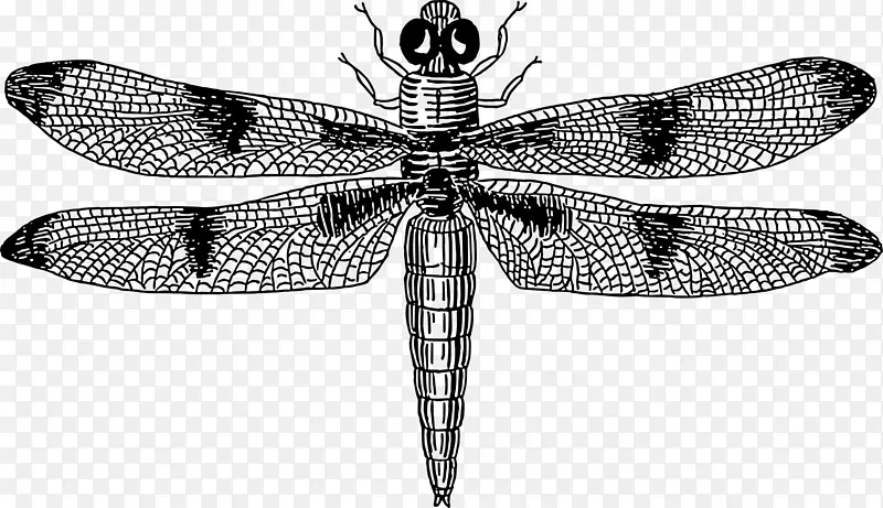 昆虫蜻蜓画片艺术.蜻蜓