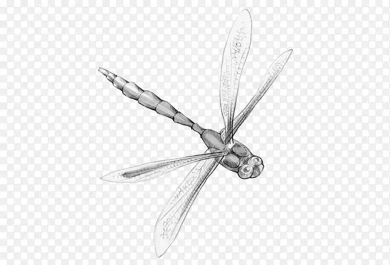 昆虫动物魔法诗蜻蜓诗