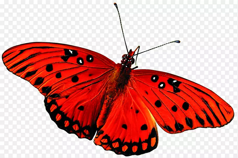 蝴蝶昆虫桌面壁纸红蝴蝶