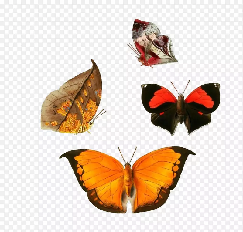 蝴蝶：昆虫自然史的缩影：包括一百多个新的、奇异的、美丽的物种的图案和描述-蝴蝶。
