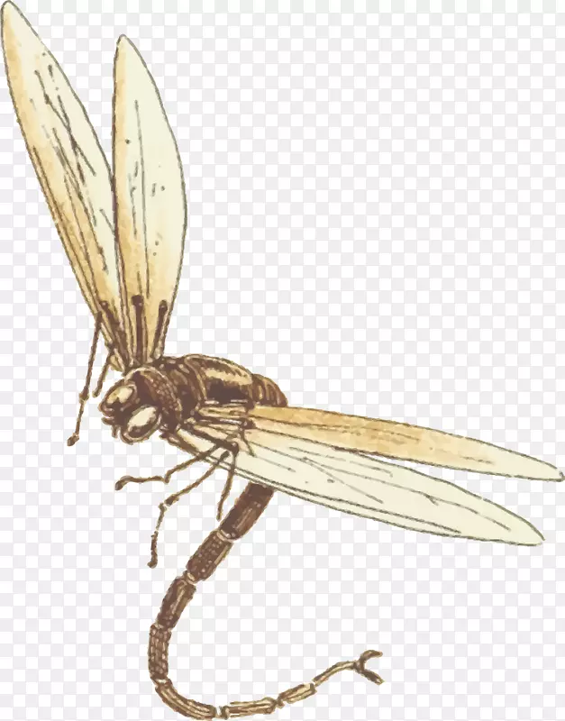 昆虫龙，飞！免费Android-蜻蜓