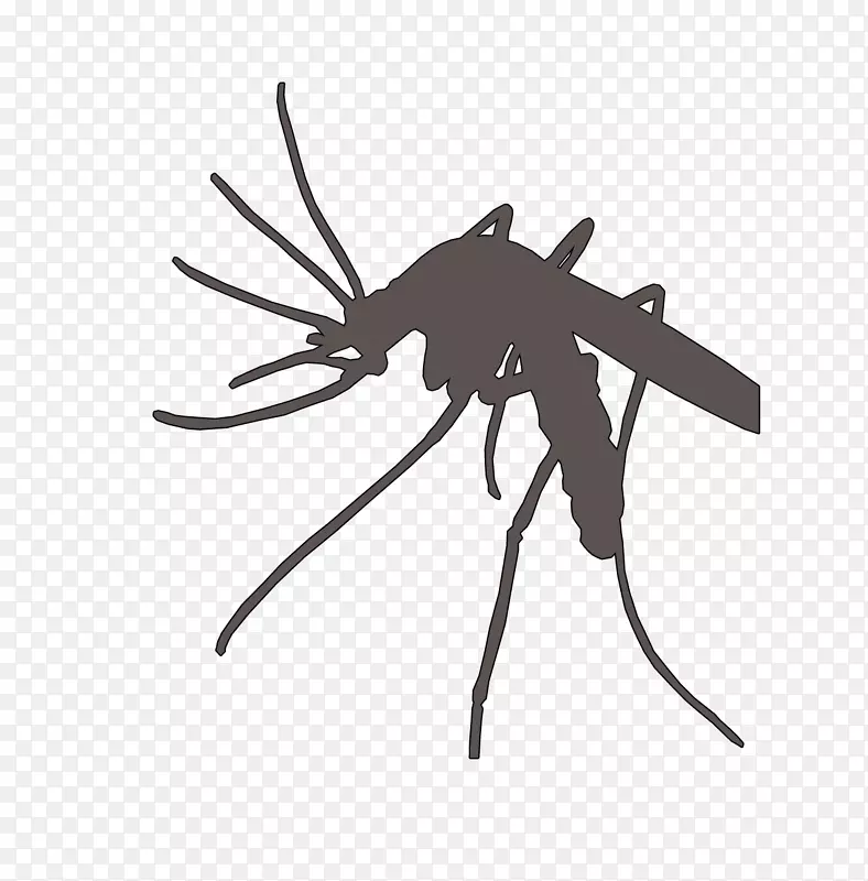 沼泽蚊子，飞蚊，蚊帐和蚊帐，疟疾-蚊子