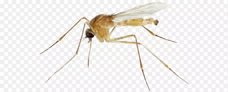蚊虫无脊椎动物节肢动物-蚊子