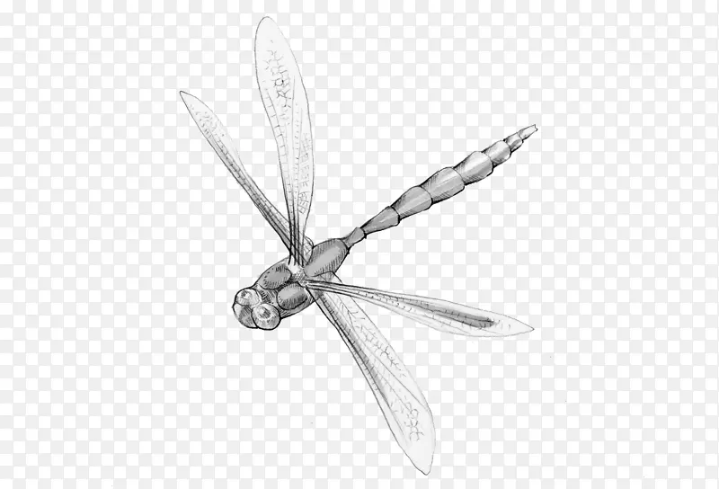 昆虫动物魔法诗蜻蜓
