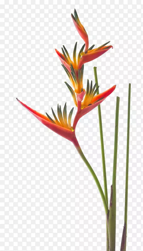 天堂鸟-瑞丽菌属(Strelitzia Nicolai)花