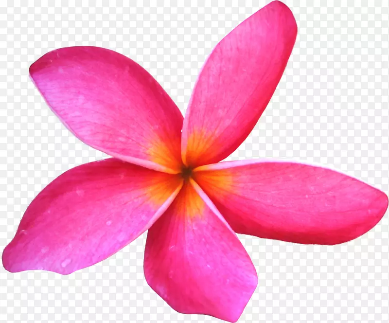 花蕾剪贴画