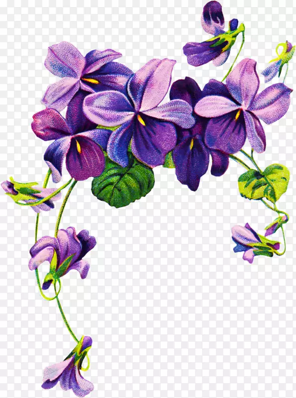 非洲紫罗兰紫花剪贴画水彩画边框