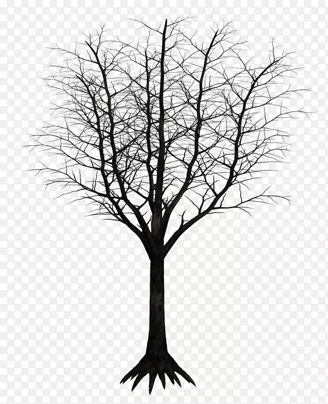 木本植物树枝-深色
