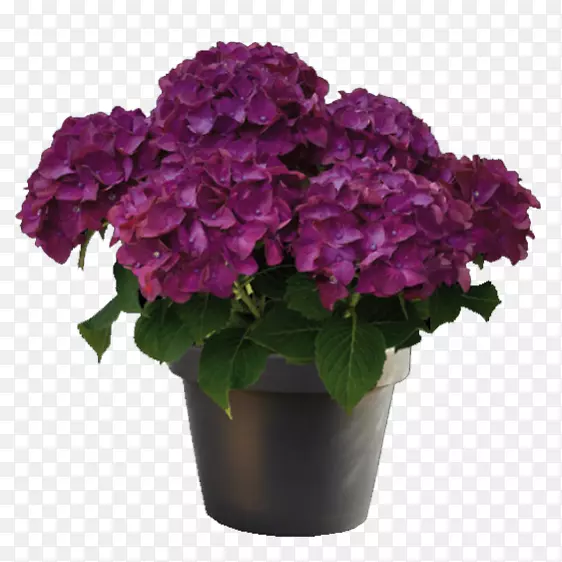 法国绣球花紫色植物红洋红绣球花