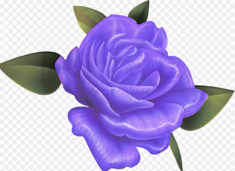 海滩玫瑰科花紫罗兰蓝