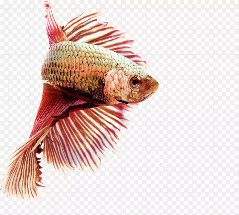 暹罗斗鱼金鱼水族馆淡水鱼水族馆鱼